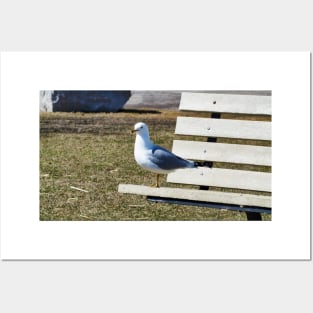 A Gull Standing On A Bench Posters and Art